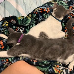 Meet your Posher, Steve